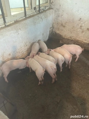 Vand purcei - imagine 3