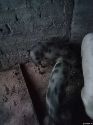 vând sau schimb cu capre sau oi sau vier o pereche purcei la trei luni  - imagine 4