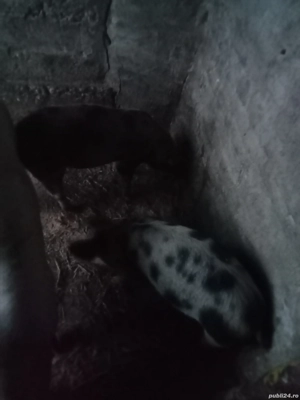 vând sau schimb cu capre sau oi sau vier o pereche purcei la trei luni  - imagine 3