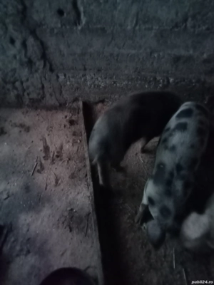 vând sau schimb cu capre sau oi sau vier o pereche purcei la trei luni  - imagine 2