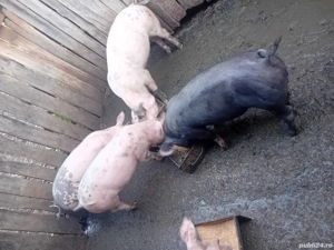 grasuni si porci mari de vânzare  - imagine 4 grasuni si porci mari de vânzare  - imagine 4