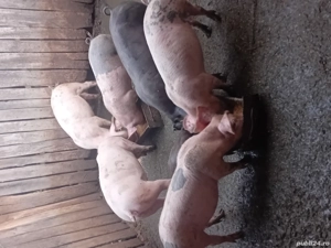 grasuni si porci mari de vânzare  - imagine 3 grasuni si porci mari de vânzare  - imagine 3