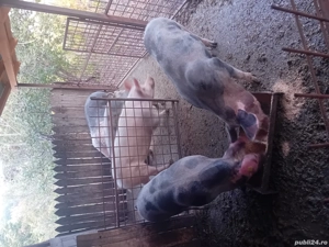 grasuni si porci mari de vânzare  - imagine 5 grasuni si porci mari de vânzare  - imagine 5