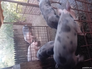 grasuni si porci mari de vânzare  - imagine 2 grasuni si porci mari de vânzare  - imagine 2