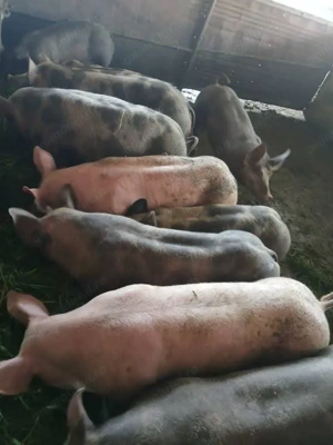 Vând porci pentru sacrificat rasă pură Piétrain Belgian