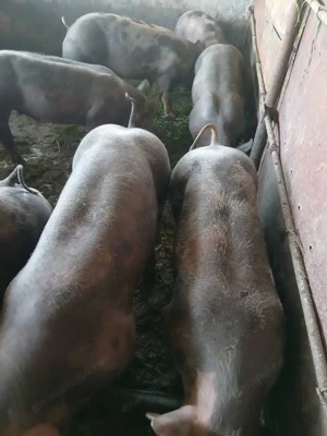 Vând porci pentru sacrificat rasă pură Piétrain Belgian - imagine 2