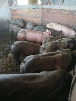 Vând porci pentru sacrificat rasă pură Piétrain Belgian - imagine 3