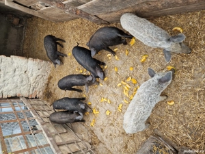 Vând purcei mangalita  - imagine 2