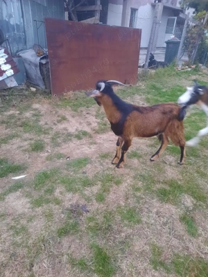 Vînd schimb cu purceii