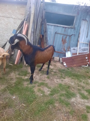 Vînd schimb cu purceii - imagine 4 Vînd schimb cu purceii - imagine 4