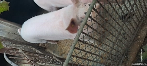 vând porc pentru sacrificat  - imagine 2