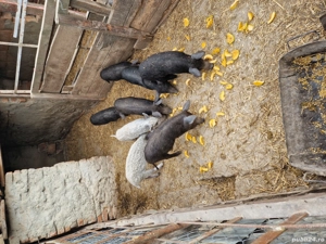 Vând purcei mangalita  - imagine 3