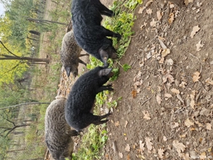 Vând purcei mangalita  - imagine 4