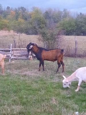 Vînd schimb cu purceii - imagine 2 Vînd schimb cu purceii - imagine 2