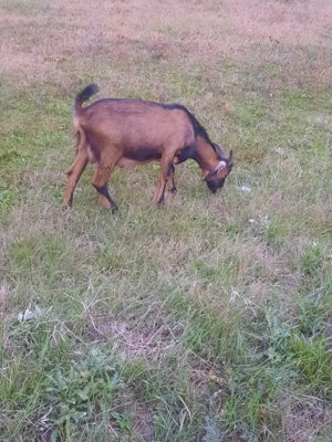 Vînd schimb cu purceii - imagine 3 Vînd schimb cu purceii - imagine 3