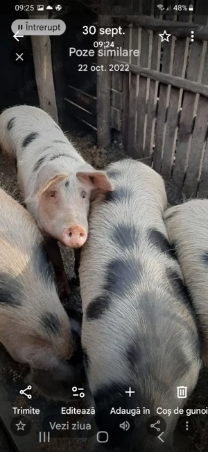 Porci de vanzare