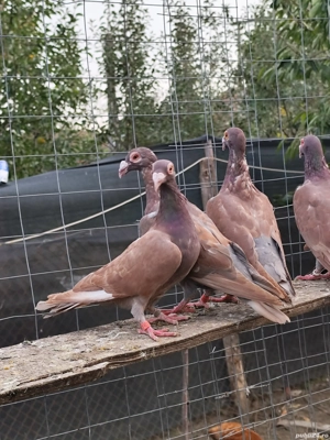 Porumbei voiajori stil vechi, straseri, germani - imagine 2