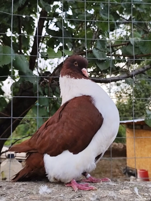 Porumbei voiajori stil vechi, straseri, germani - imagine 3