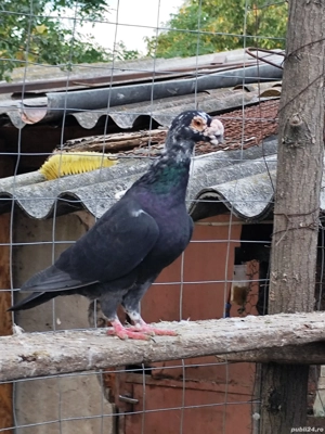 Porumbei voiajori stil vechi, straseri, germani