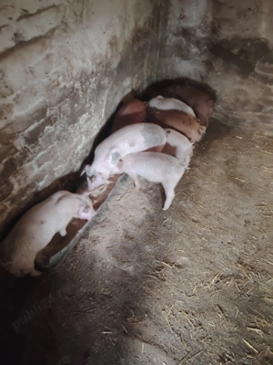 Purcei rasa de carne caută casă nouă.