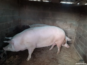 purcea 300 kg - imagine 2