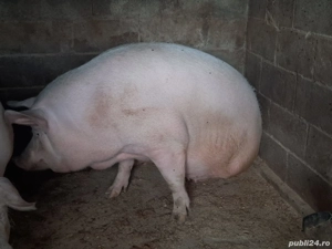 purcea 300 kg - imagine 3