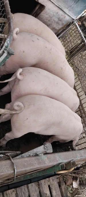 Porci de carne de vânzare  - imagine 2