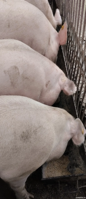 Porci de carne de vânzare  - imagine 3