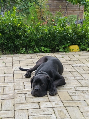 Vând femelă Cane Corso  - imagine 4