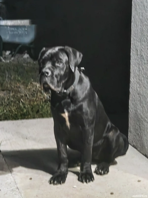 Vând femelă Cane Corso  - imagine 3