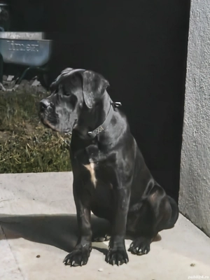 Vând femelă Cane Corso  - imagine 2