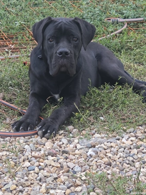 Vând femelă Cane Corso  - imagine 5
