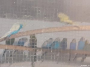 Crescator vand perusi normali si standard colivii voliere - imagine 2 Crescator vand perusi normali si standard colivii voliere - imagine 2