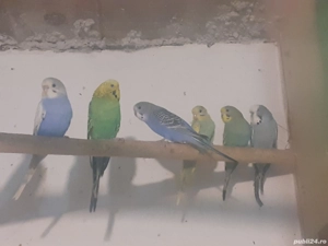 Crescator vand perusi normali si standard colivii voliere - imagine 4 Crescator vand perusi normali si standard colivii voliere - imagine 4