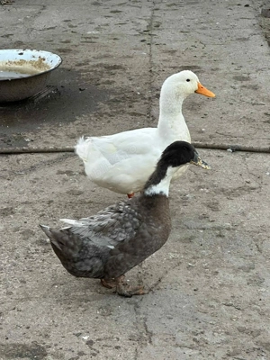 Rață de vânzare din primăvară  - imagine 3