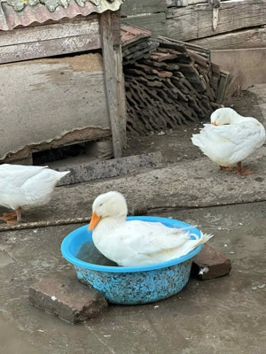 Rață de vânzare din primăvară 