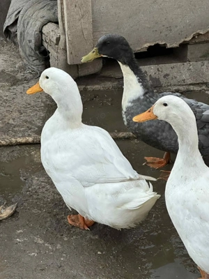 Rață de vânzare din primăvară  - imagine 2