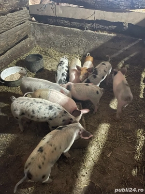 purcei de vanzare - imagine 3