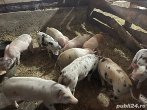 purcei de vanzare