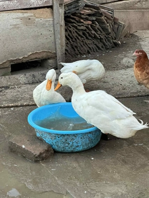 Rață de vânzare din primăvară  - imagine 5