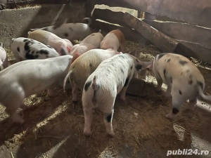 purcei de vanzare - imagine 2