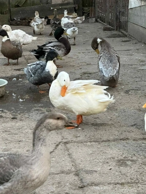 Rață de vânzare din primăvară  - imagine 4