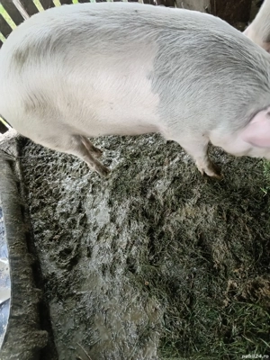 Purcea de vânzare  - imagine 2