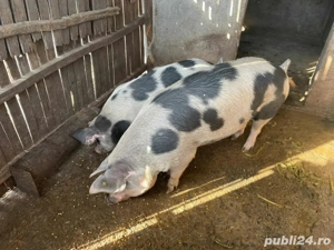Vand porci marele alb si pietrain - imagine 5