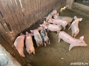 Vand porci marele alb si pietrain - imagine 4
