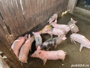 Vand porci marele alb si pietrain - imagine 2