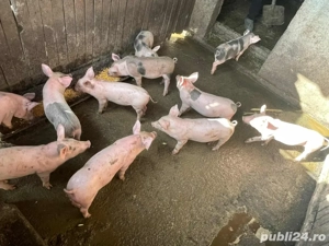 Vand porci marele alb si pietrain - imagine 3