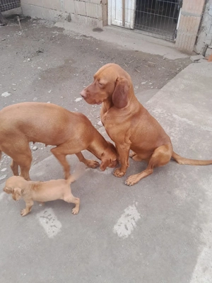 Vând Vizsla maghiar 