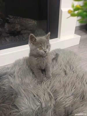 british  o fetita  si un băiat