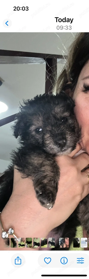 Catelusi de tale mica 4 sapt